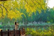 91麻豆制服丝袜在线-